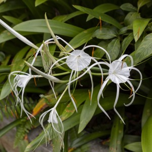 Flora